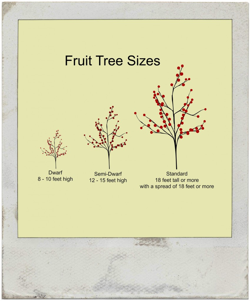 fruit tree sizes according to name