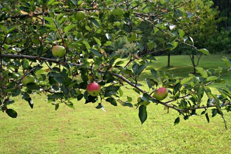 What Fruit Trees Can I Plant? Home Garden Joy