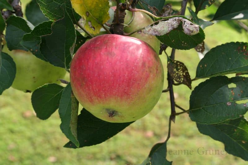 a picture of organic iapples