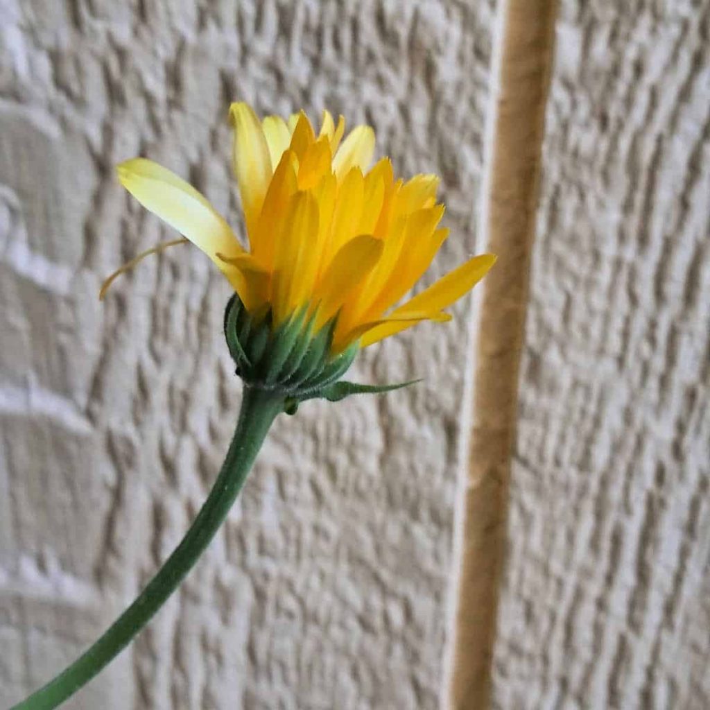 a calendula flower