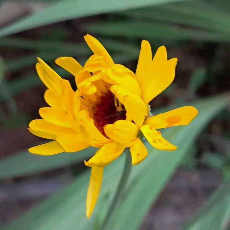 close up of a calendula flower