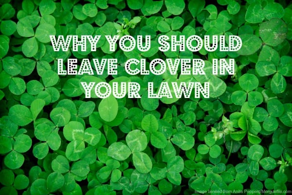 Why You Should Leave Clover in the Lawn - Home Garden Joy