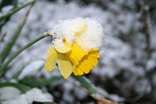 Image of Daffodils with snow