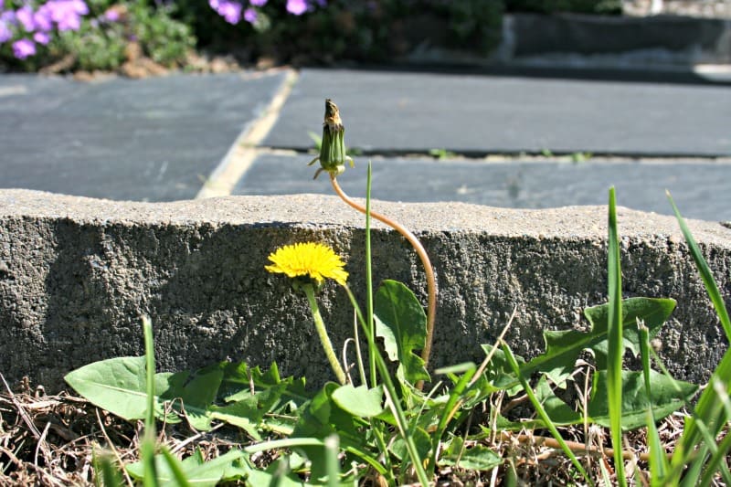 homemade weed killer