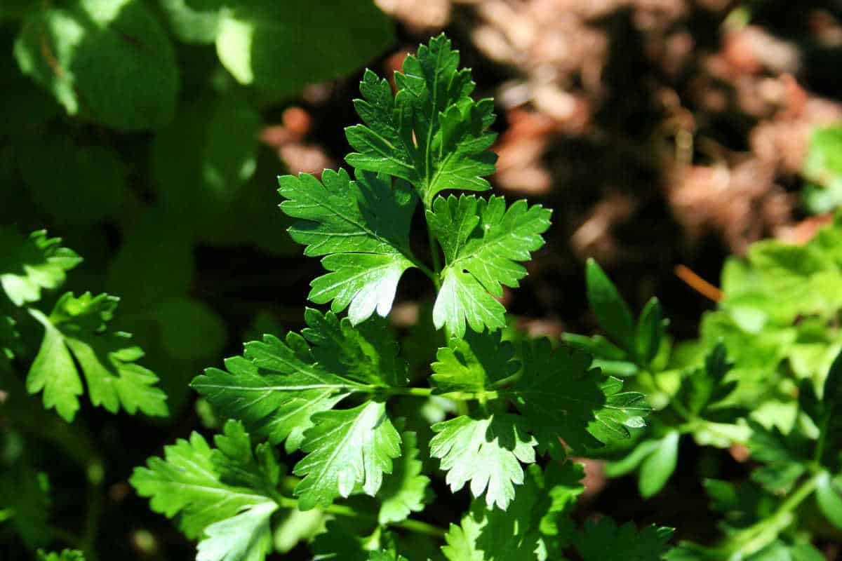 tips for growing parsley