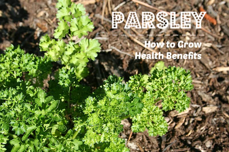 Growing Parsley Home Garden Joy