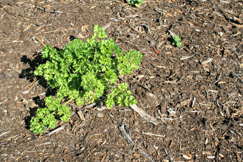 Growing Parsley Home Garden Joy