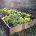 lettuce growing in a raised bed