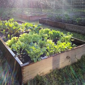 lettuce growing in a raised bed