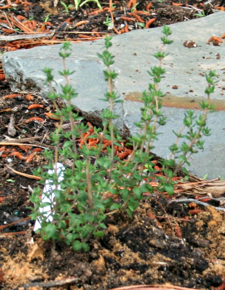 a young thyme plant