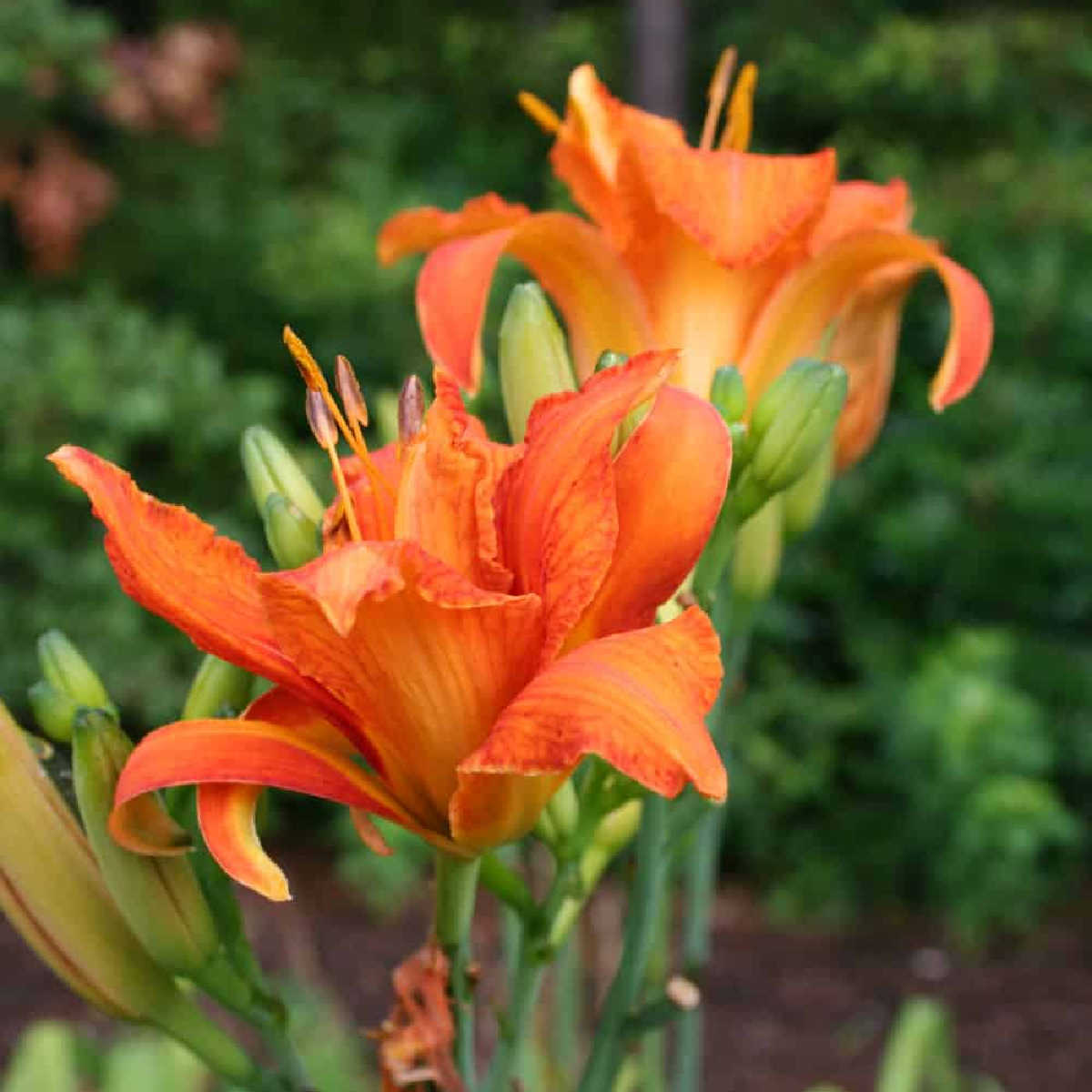 an orange daylily blossom