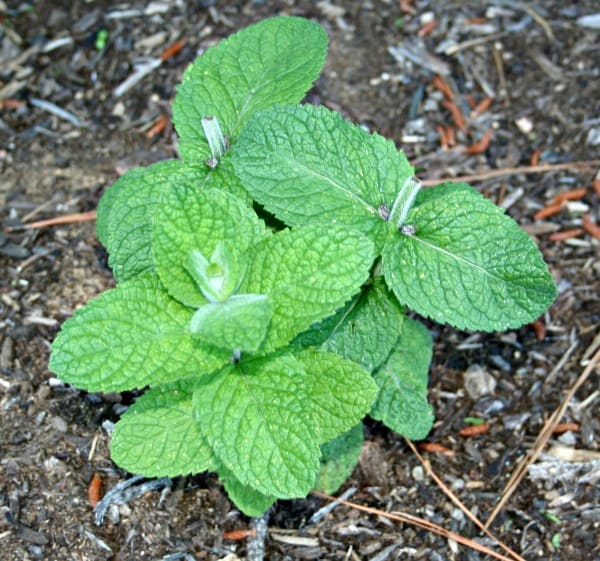 Three Types of Mint - Home Garden Joy