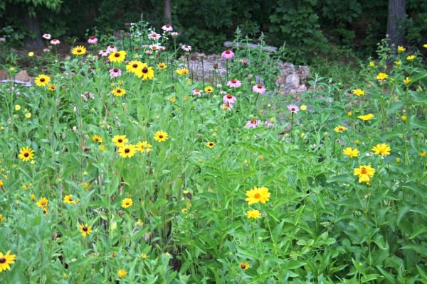 native perennial flowers