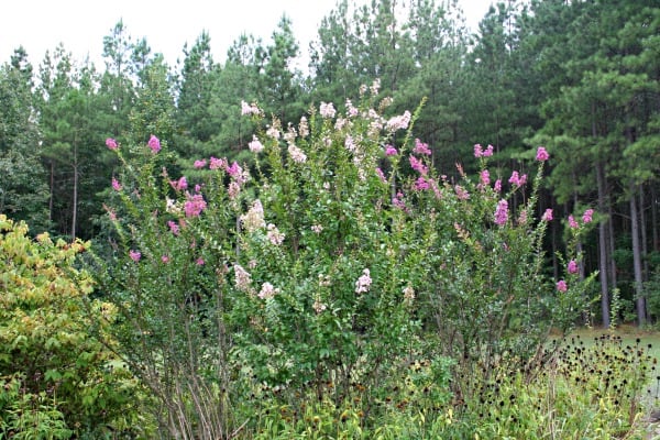 pruning crape myrtle