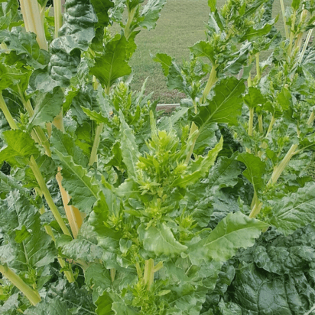 Swiss chard flowers.
