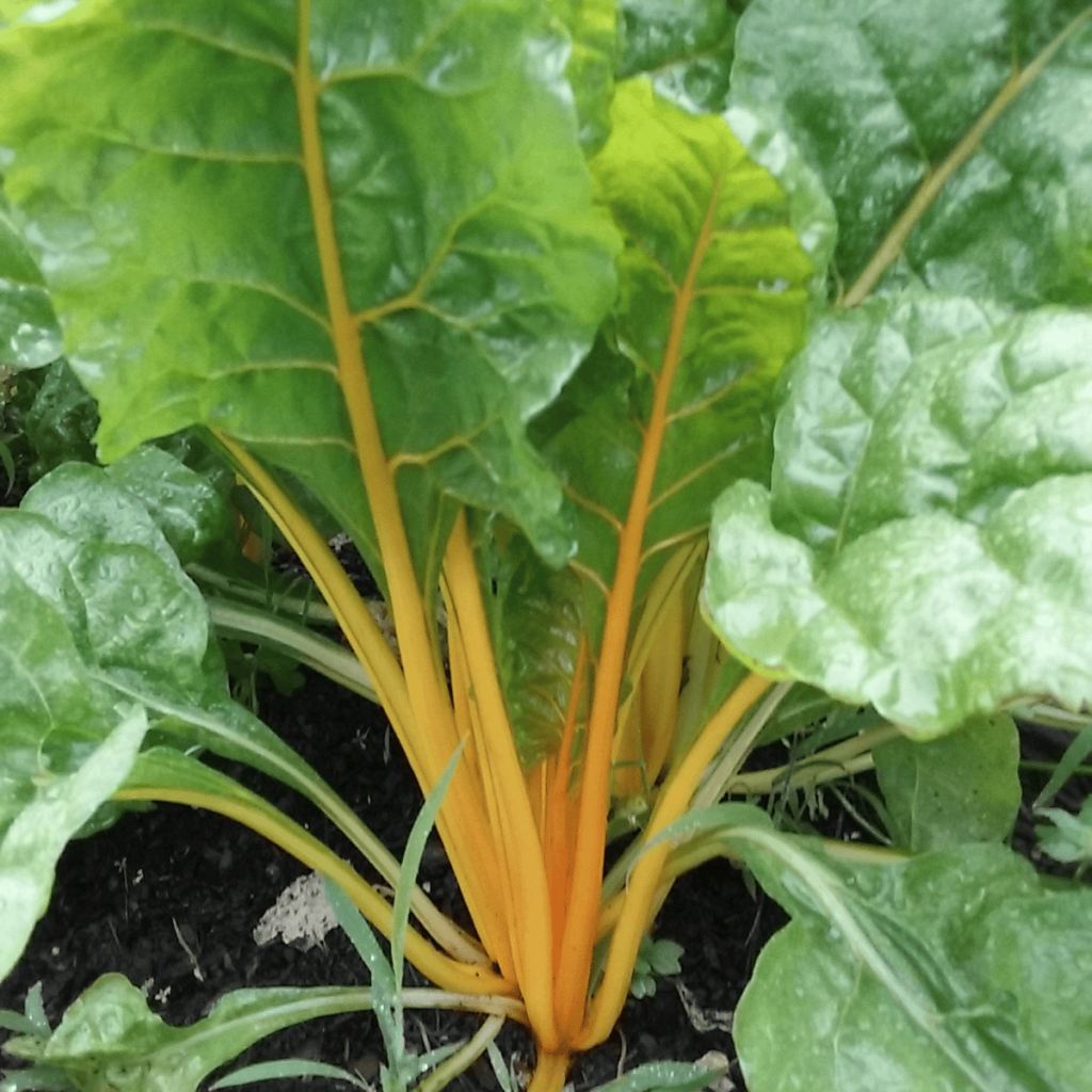 Swiss chard bright lights