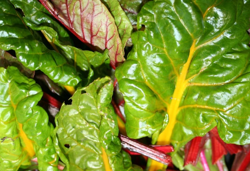 swiss-chard