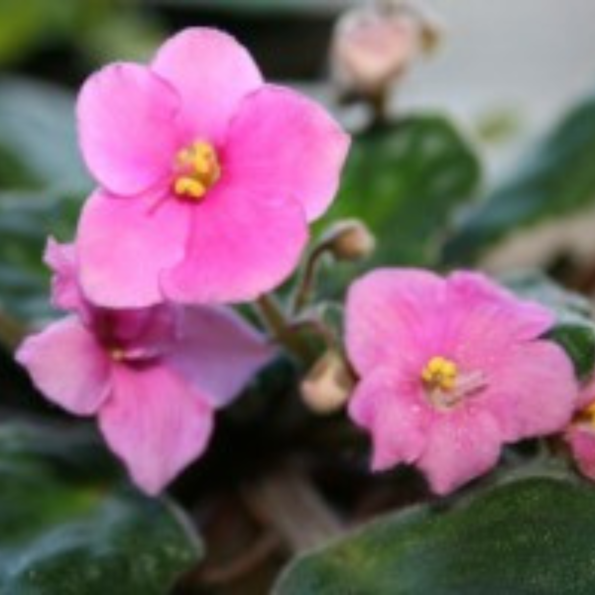 A close up of an African violet