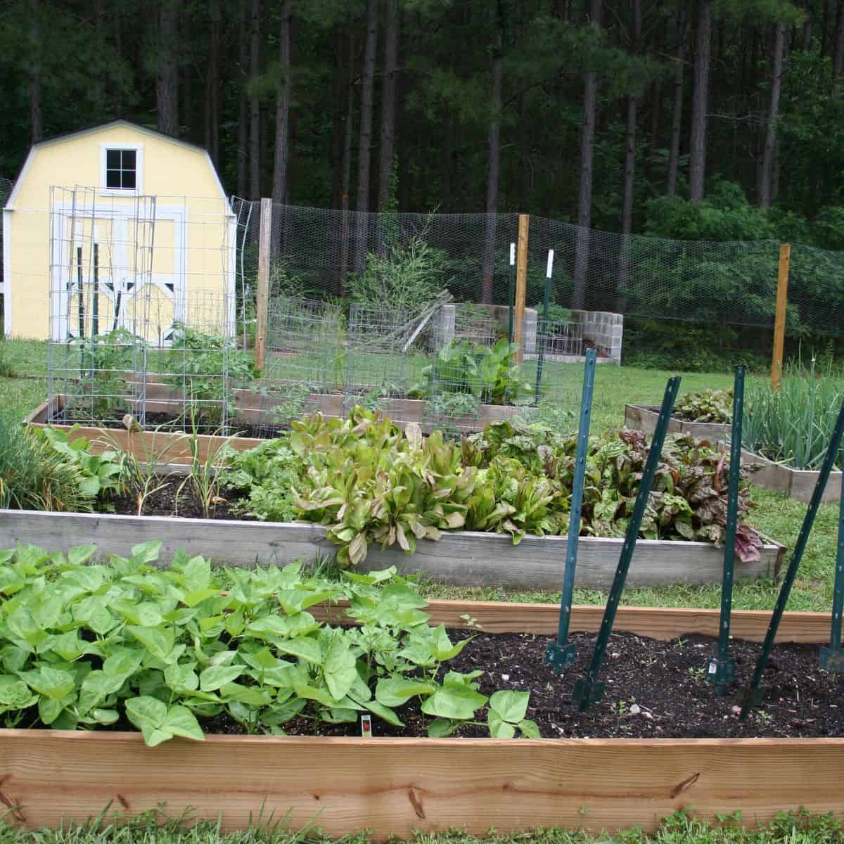 raised bed garden with a yellow shed in the background