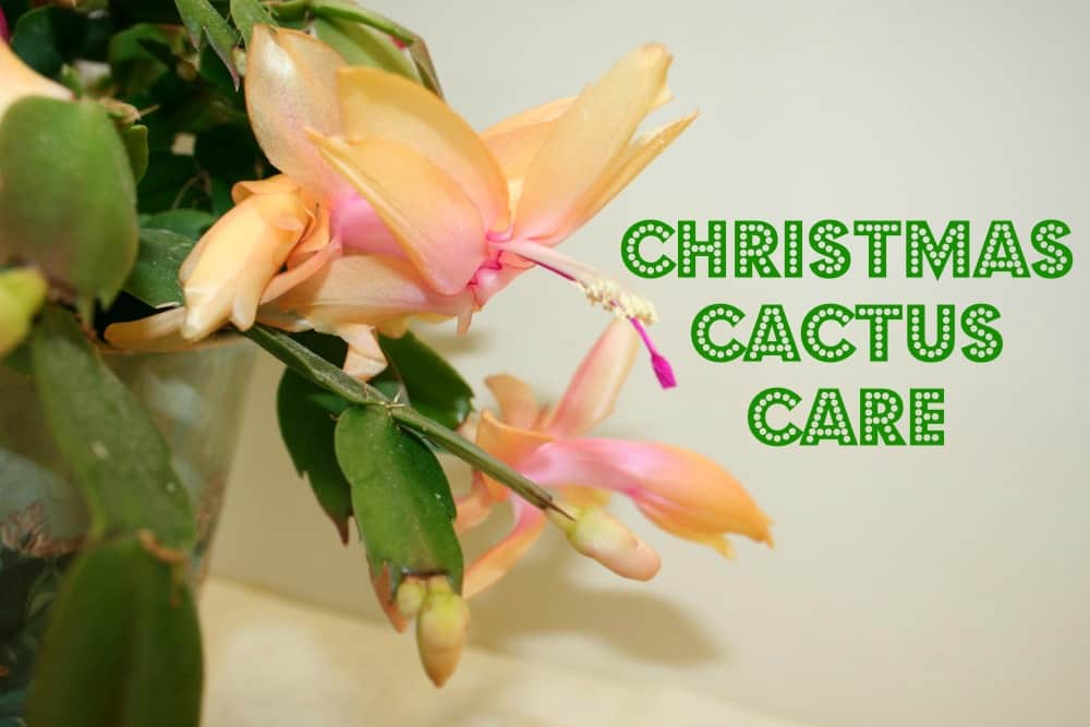 Christmas cactus care