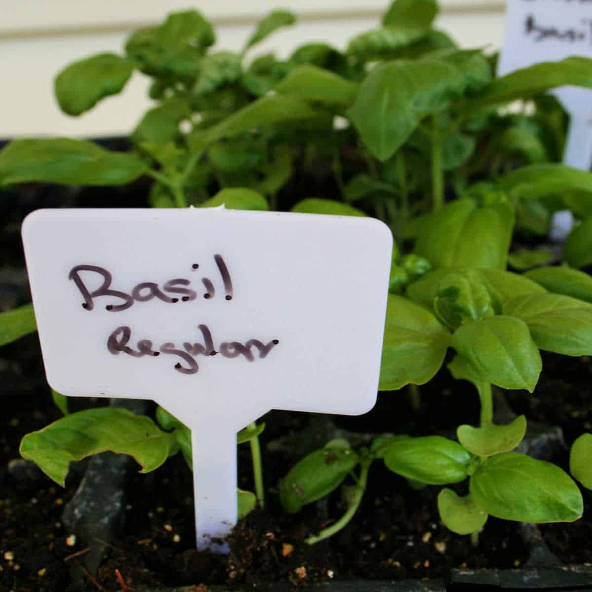 basil seedlings in a tray with a plant marker