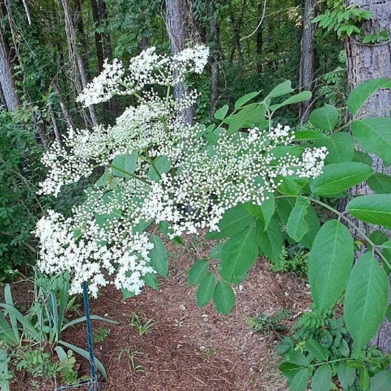an elderberry flower on the shrub