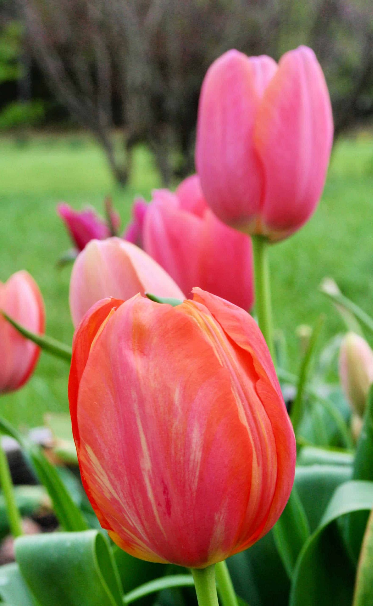 Are Tulips Annuals or Perennials? Home Garden Joy