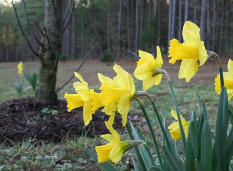 Are Tulips Annuals or Perennials? Home Garden Joy