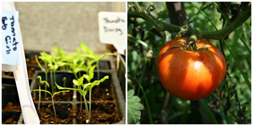 When Should You Start Tomato Seeds Indoors? - Home Garden Joy