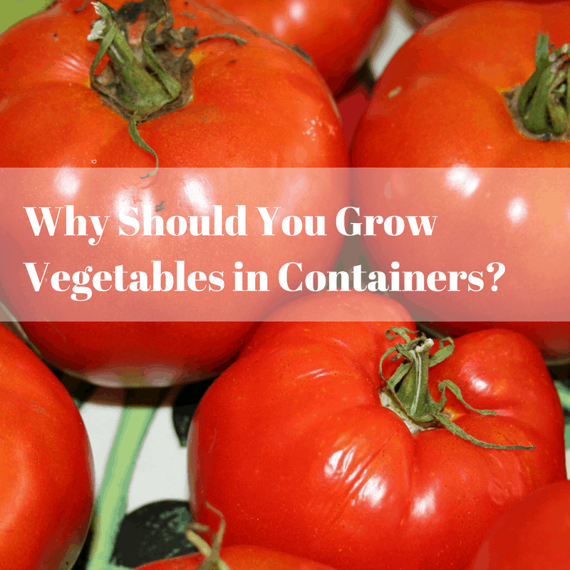 Why Should You Grow Vegetables In Containers Home Garden Joy If You Ve Ever Compared The Taste Of A Freshly Picked Tomato With One From Supermarket Know Why Growing Your Own Vegetables Is Better Container