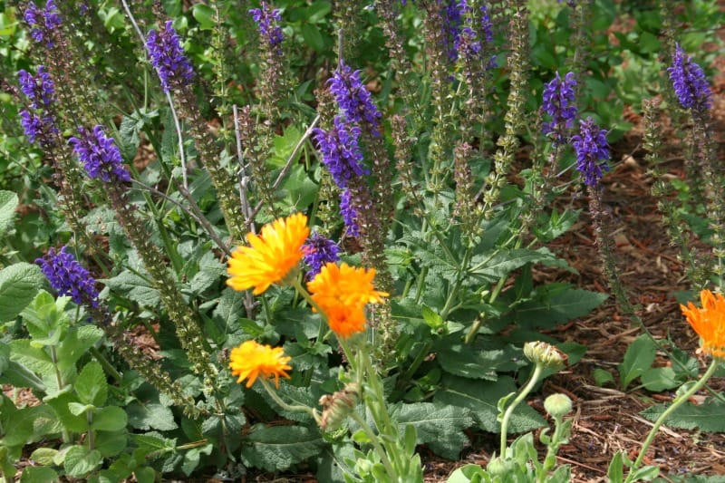 a picture of golden calendula and purple salvia