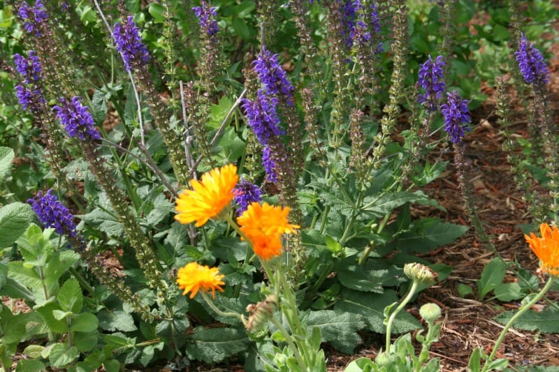 calendula