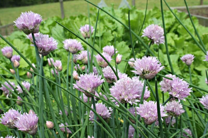 chives in bloom in the garden