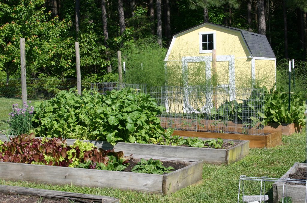 vegetable garden