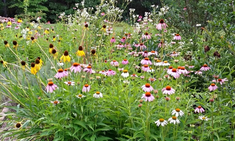 photo of growing echinacea in a field