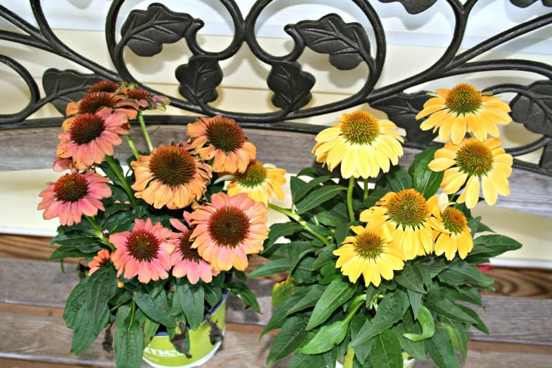 picture of unusual colors of echinacea