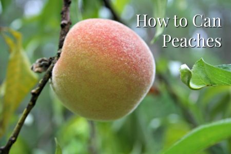 How to Can Peaches - Home Garden Joy