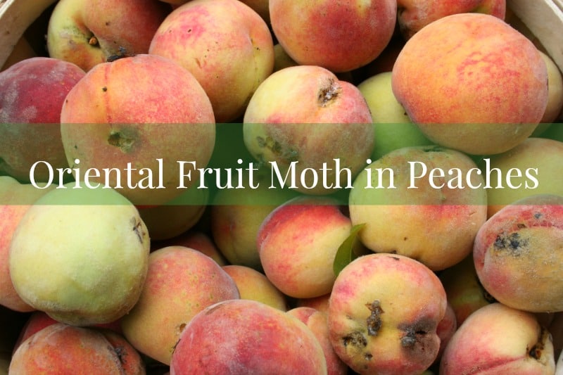 Oriental fruit moth in peaches