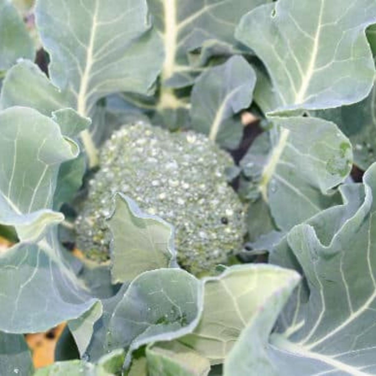 broccoli growing in a raised bed vegetable garden