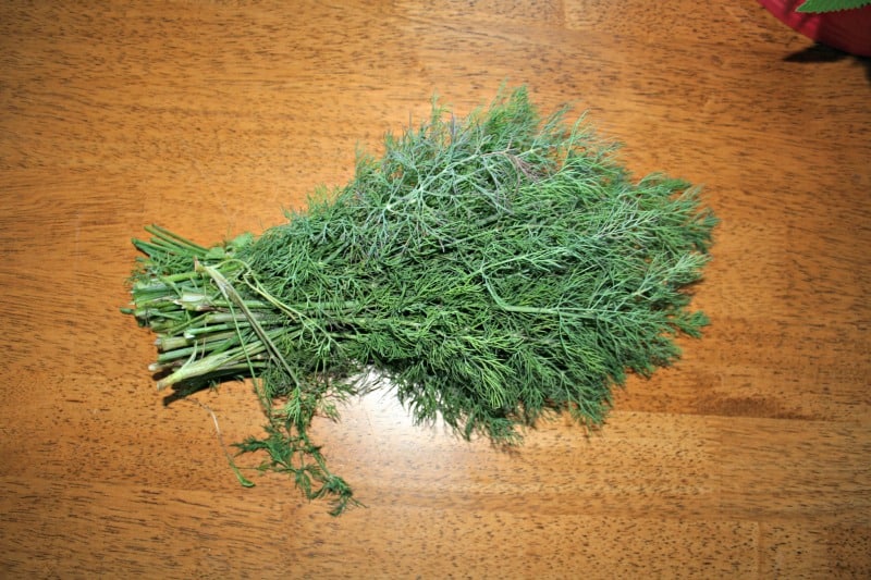 picture of dill herb drying on table