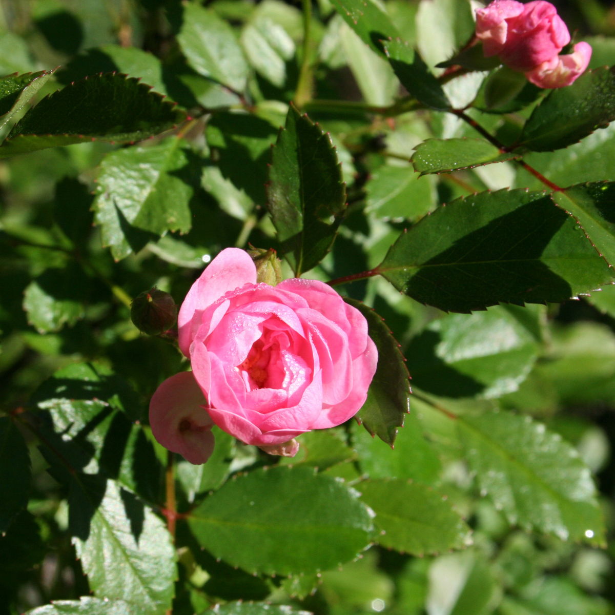 a close up of a pink rose