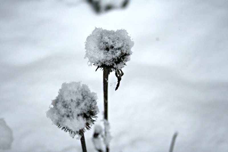 photo of echinacea in the winter