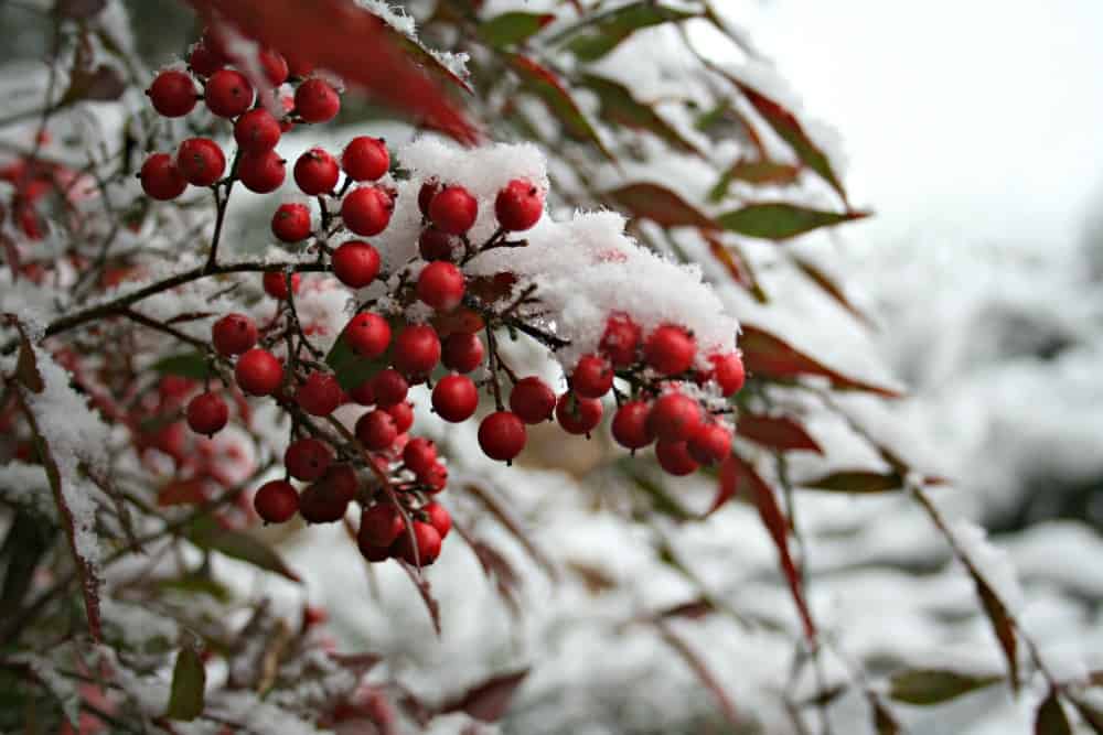 Does Snow Hurt the Garden or Plants? Home Garden Joy