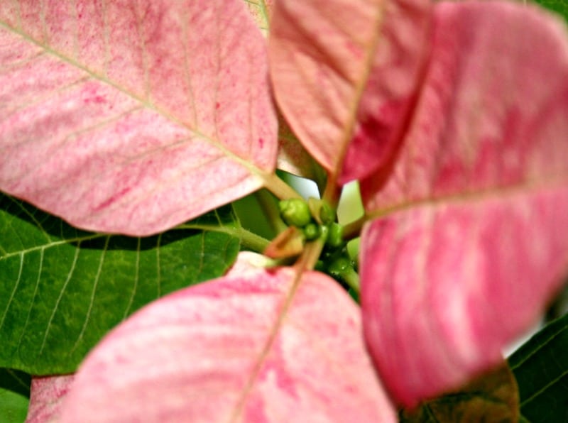 get a poinsettia to bloom