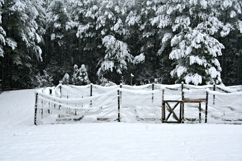 vegetable garden