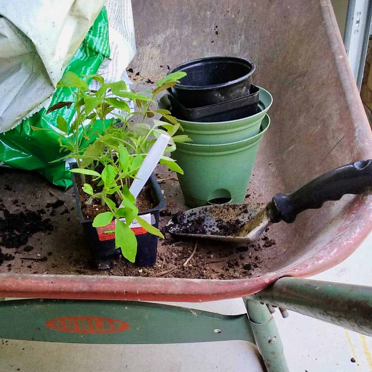 plants and tools in a wheelbarrow