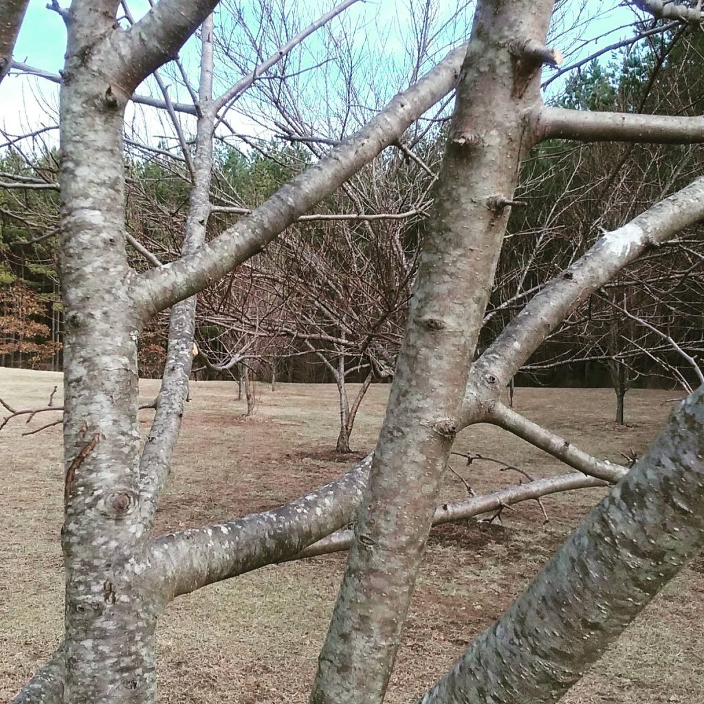 Trimming Apple Trees: How to Prune Apple Trees