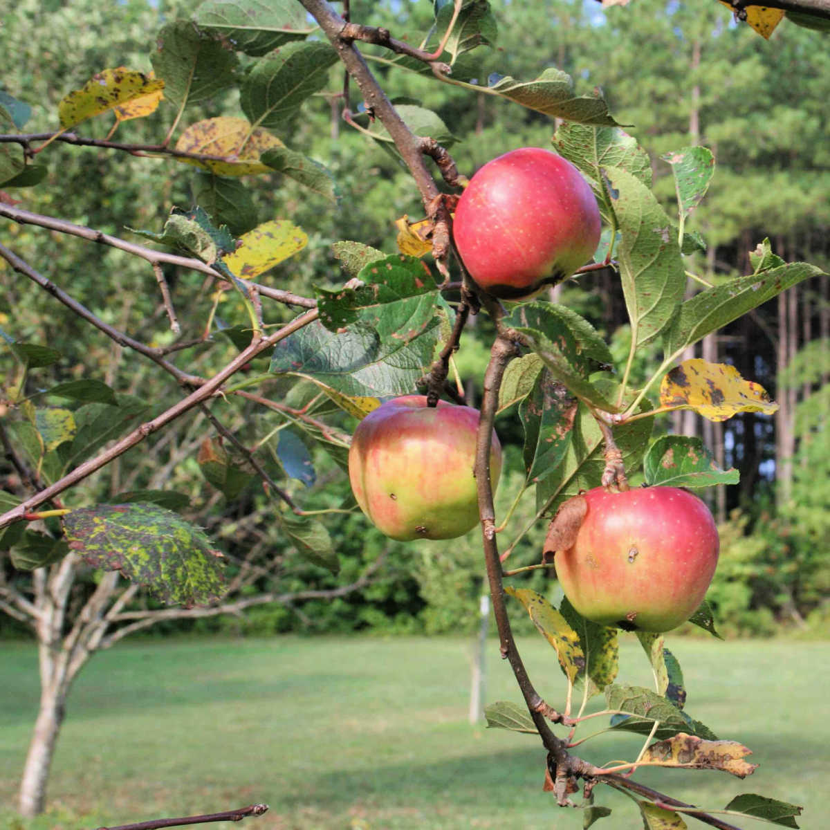 apples on a tree branch