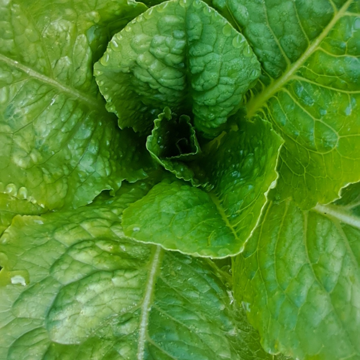 close up of romaine lettuce