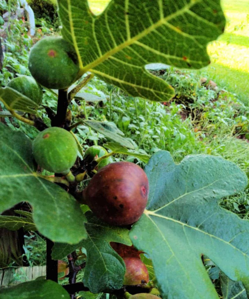 Chicago hardy fig tree